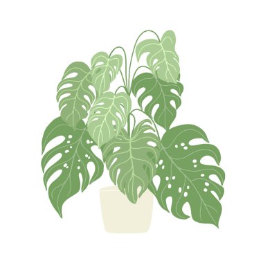 Canavar ağacı mı? Seramik sepette ev yapımı çizim bitkisi.