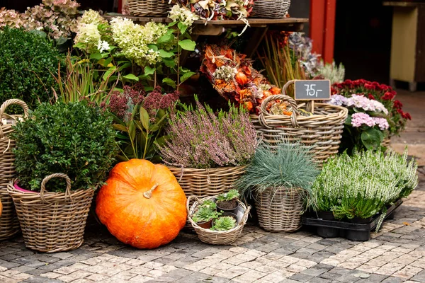 Herbstliche Dekoration mit Kürbissen und Blumen — Stockfoto