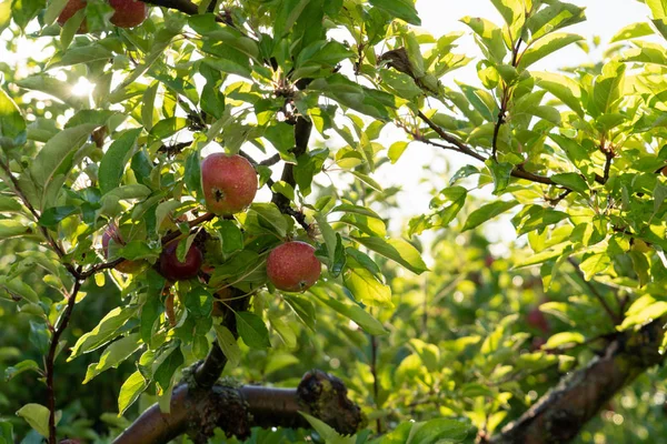 苹果在有机水果农场 — 图库照片