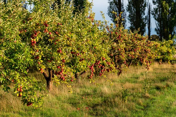 Apple op de boerderij van een biologisch fruit — Stockfoto