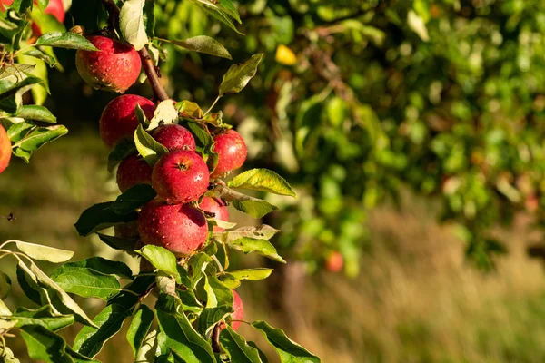 Manzana en una granja de frutas ecológicas — Foto de Stock