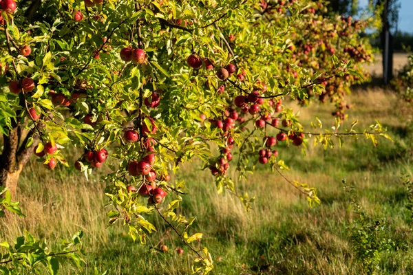 Apple on an organic fruit farm — Stock Photo, Image