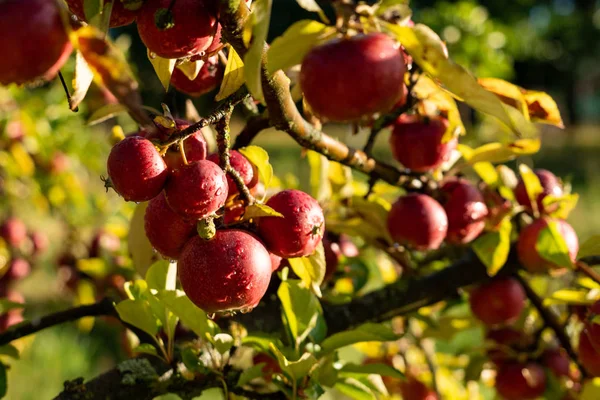 Apple на органічні фрукти ферми — стокове фото
