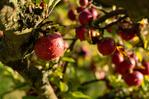 Manzana en una granja de frutas ecológicas — Foto de Stock