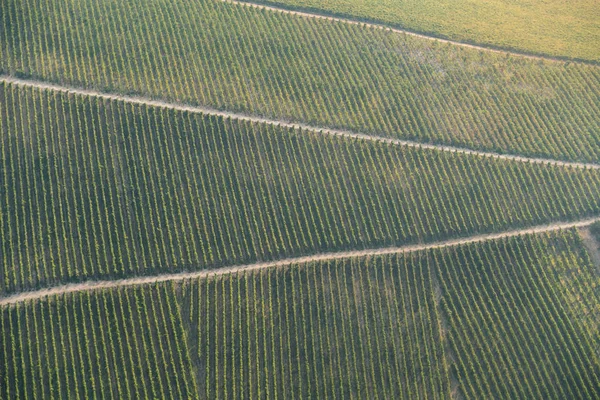 Vigneto sulla montagna . — Foto Stock