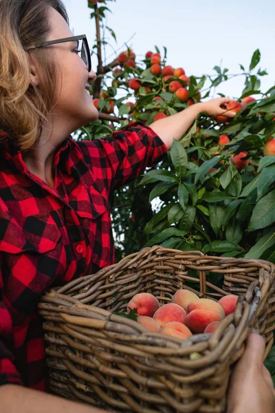 若い女性が桃の木の庭の桃を拾う. — ストック写真