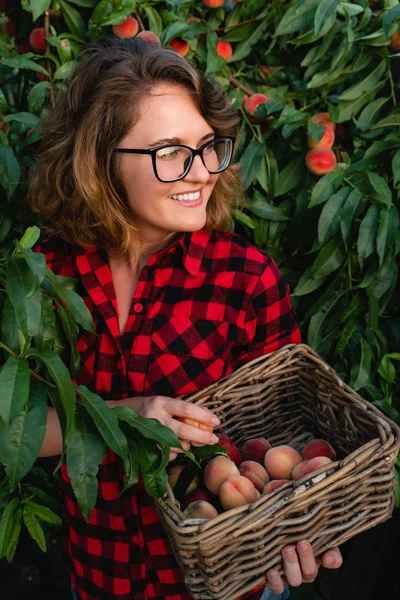 Junge Frau pflückt Pfirsiche im Garten der Pfirsichbäume. — Stockfoto