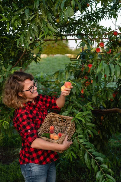 Junge Frau pflückt Pfirsiche im Garten der Pfirsichbäume. — Stockfoto