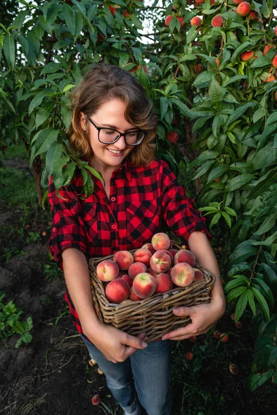 Junge Frau pflückt Pfirsiche im Garten der Pfirsichbäume. — Stockfoto