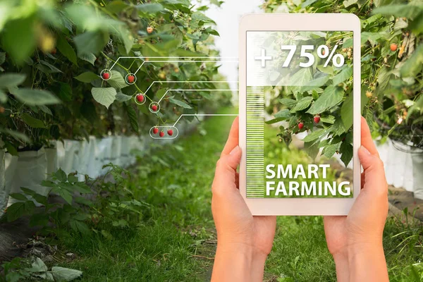 Smart farming and digital agriculture concept.