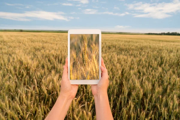 Un granjero sostiene una tableta —  Fotos de Stock