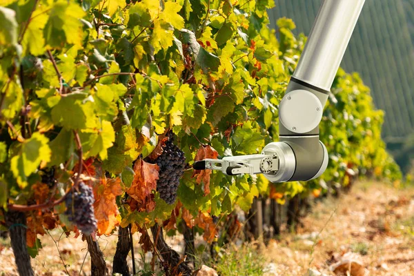 Roboterarm arbeitet im Weinberg. — Stockfoto