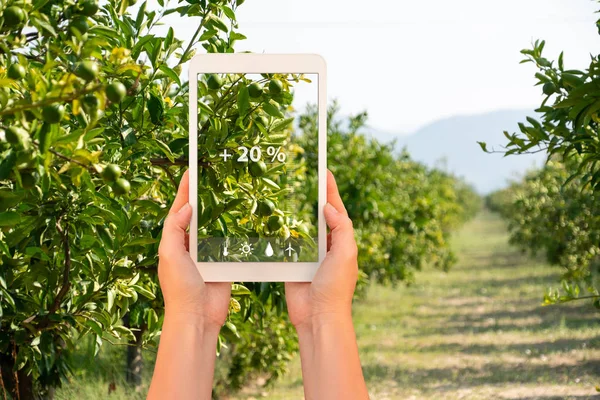 Conceito de agricultura inteligente e agricultura digital . — Fotografia de Stock