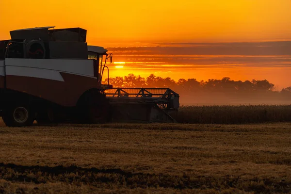 Комбайн збирає пшеницю на заході сонця . — стокове фото