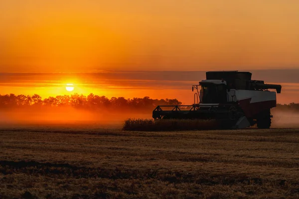 Συνδυάστε harvester συγκομιδές σιτάρι στο ηλιοβασίλεμα. — Φωτογραφία Αρχείου