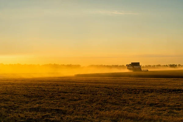 Combine harvester harvests wheat at sunset. — Stock Photo, Image