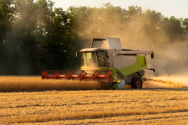 Combine harvester harvests wheat at sunset. Royalty Free Stock Images