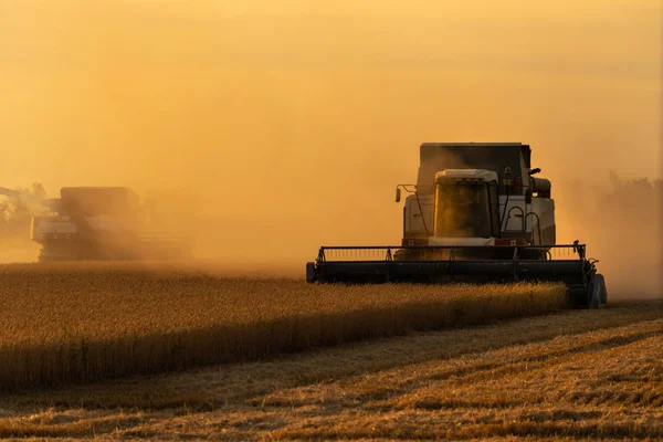 Combinar cosechadoras cosechas de trigo al atardecer . — Foto de Stock