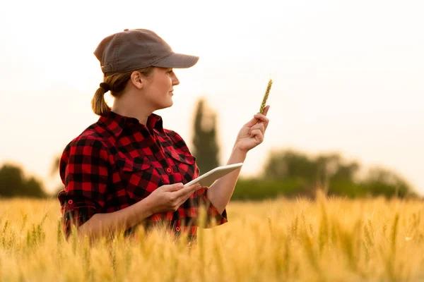 一位女农民检查谷物田 并从石碑上向云端发送数据 智能农业和数字农业 — 图库照片
