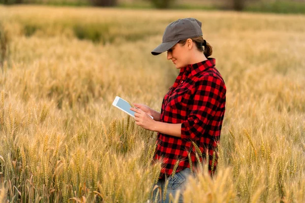 Une Agricultrice Examine Champ Céréales Envoie Des Données Nuage Partir — Photo