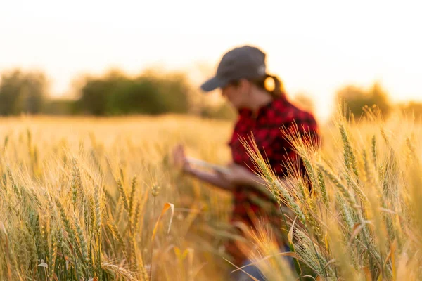 Una mujer agricultora con tableta —  Fotos de Stock