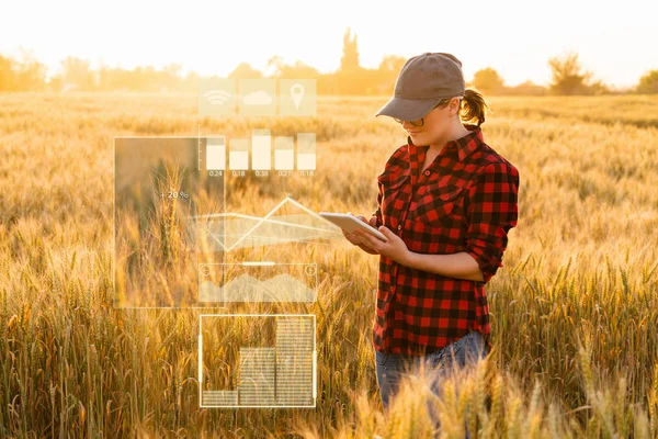 Žena Farmář Zkoumá Pole Obilovin Posílá Data Cloudu Tabletu Inteligentní — Stock fotografie