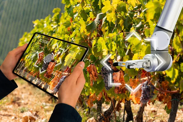 Фермер керує роботом на винограднику — стокове фото