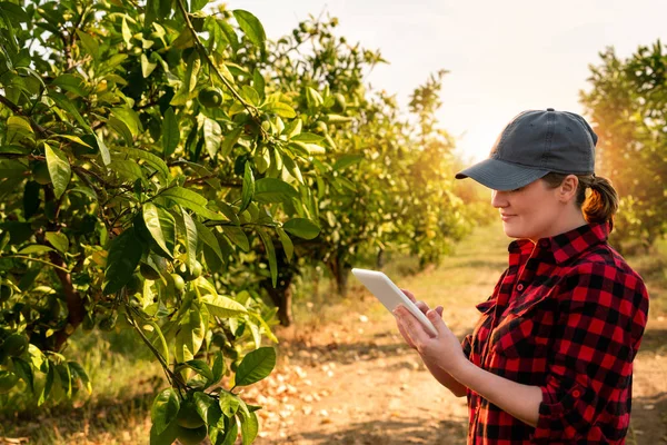 Una Agricultora Examina Jardín Frutas Envía Datos Nube Desde Tableta —  Fotos de Stock