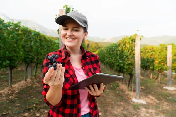 Uma Agricultora Examina Vinha Envia Dados Para Nuvem Partir Tablet — Fotografia de Stock