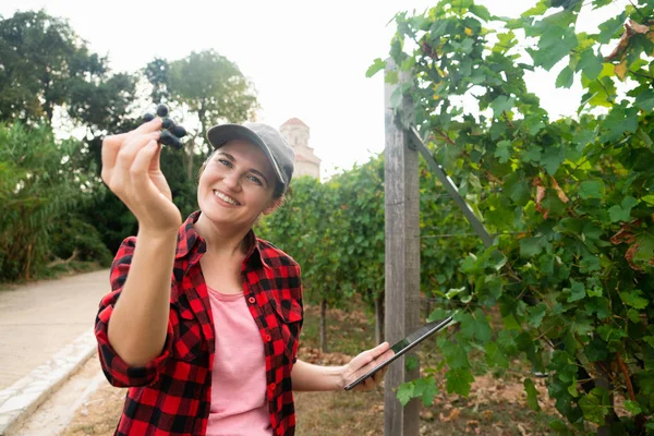 Uma Agricultora Examina Vinha Envia Dados Para Nuvem Partir Tablet — Fotografia de Stock