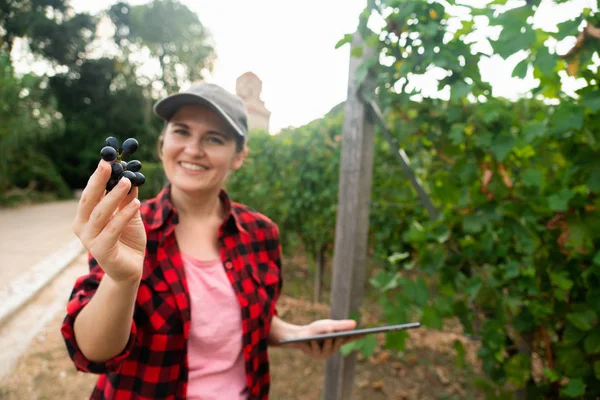 Eine Bäuerin Untersucht Den Weinberg Und Sendet Daten Vom Tablet — Stockfoto