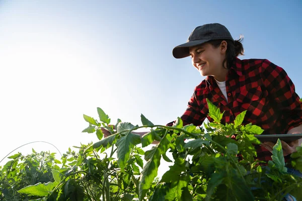 Farmářka Digitálním Tabletem Bramborovém Poli Inteligentní Zemědělství Digitální Transformace Zemědělství — Stock fotografie