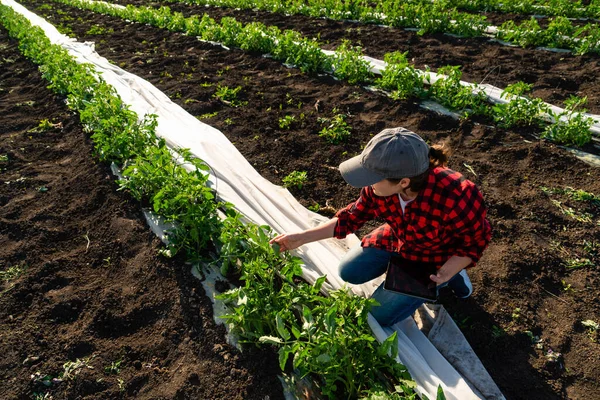 Una Mujer Agricultora Con Tableta Digital Campo Patatas Agricultura Inteligente — Foto de Stock