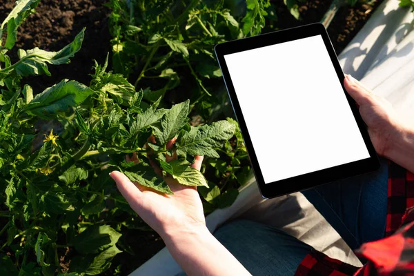 A woman farmer with digital tablet on a potato field. Smart farming and digital transformation in agriculture.