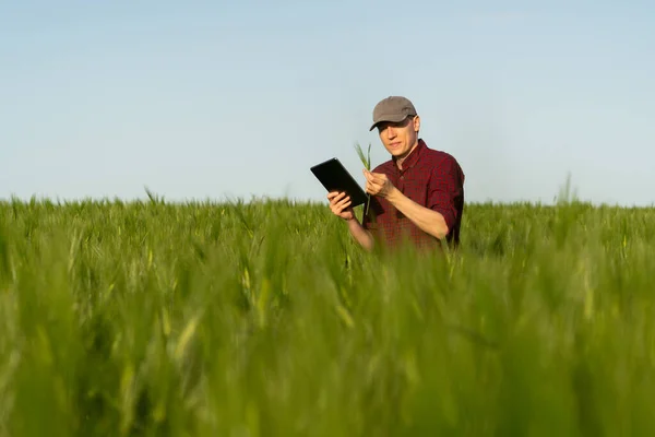 Farmer with digital tablet on a rye field. Smart farming and digital transformation in agriculture.