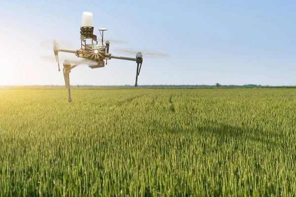 Drone sprayer flies over a wheat field