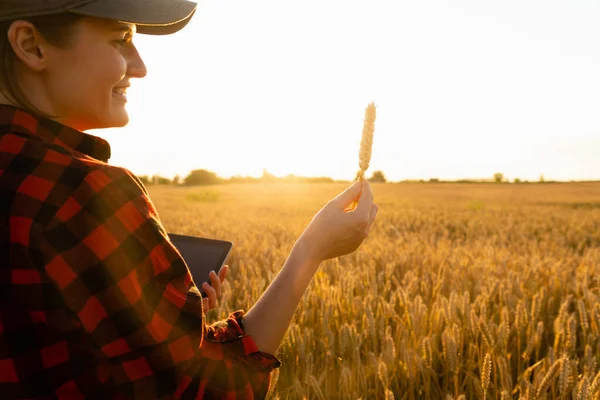 Mujer agricultora mira una espiga de trigo . —  Fotos de Stock