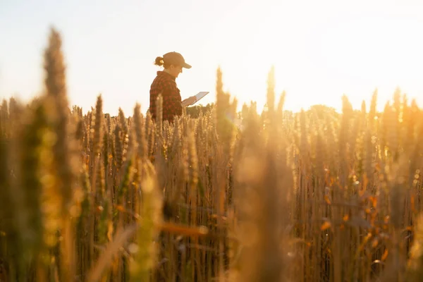 Mujer agricultora con una tableta digital —  Fotos de Stock