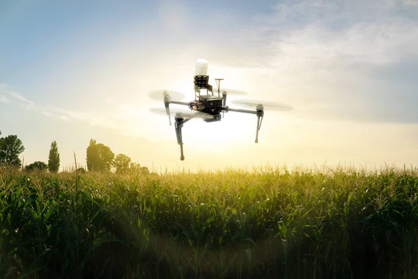 Landwirtschaftliche Drohnen Fliegen Über Das Maisfeld Smart Farming Und Präzisionslandwirtschaft — Stockfoto