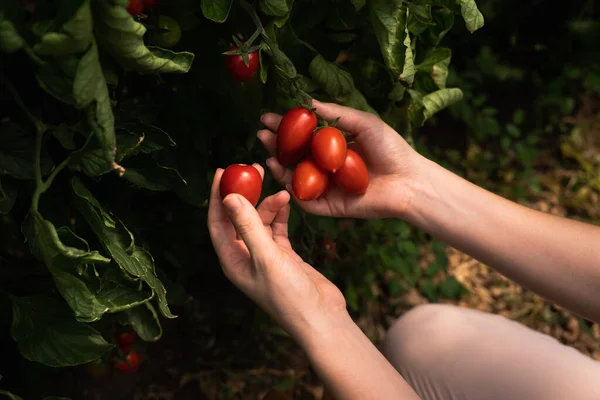 Eine Bäuerin Mit Kirschtomaten Einem Gewächshaus Biobauernhof — Stockfoto