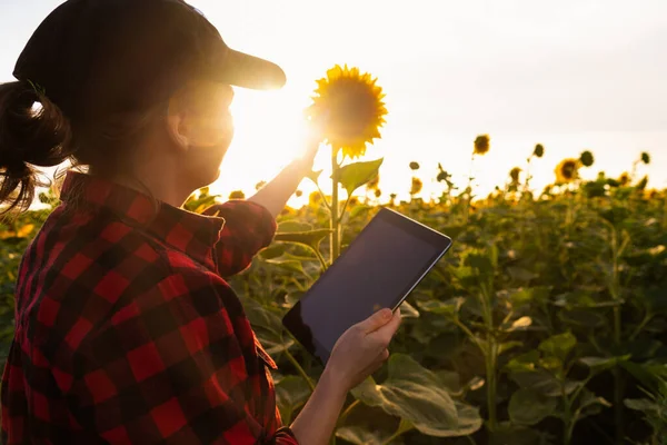 夕暮れ時にひまわり畑にデジタルタブレットを持つ女性農家 スマート農業と精密農業 — ストック写真