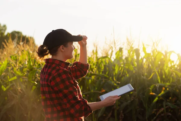 Mujer Agricultora Con Una Tableta Digital Maíz Trigo Atardecer Agricultura —  Fotos de Stock