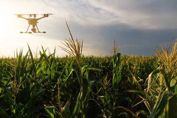 Landwirtschaftliche Drohnen Fliegen Über Das Maisfeld Smart Farming Und Präzisionslandwirtschaft — Stockfoto