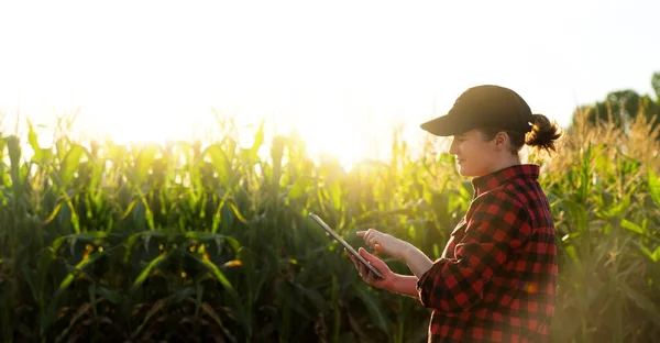日落时分 女农民在小麦上安装了数码平板电脑 智能农业和精准农业 — 图库照片