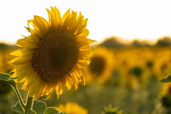 Landwirtschaftliches Sonnenblumenfeld Bei Sonnenuntergang — Stockfoto