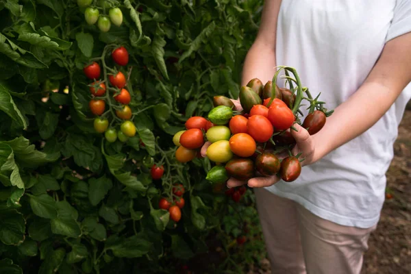 Eine Bäuerin Mit Kirschtomaten Einem Gewächshaus Biobauernhof — Stockfoto