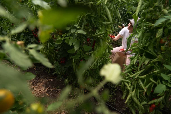 温室内にチェリートマトを持つ女性農家 有機農場 — ストック写真