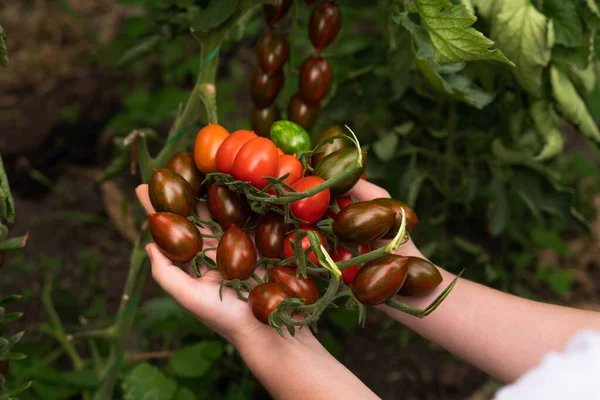 Eine Bäuerin Mit Kirschtomaten Einem Gewächshaus Biobauernhof — Stockfoto