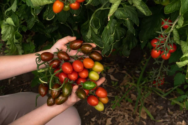 Serada Kiraz Domatesli Bir Kadın Çiftçi Organik Tarım — Stok fotoğraf
