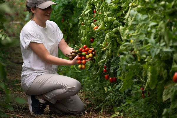 温室内にチェリートマトを持つ女性農家 有機農場 — ストック写真